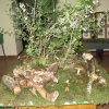 mostra micologica anno 2010 - 4